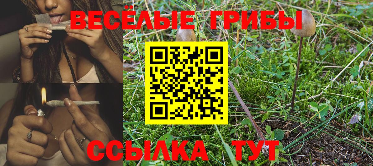 Галлюциногенные грибы Psilocybe Котлас